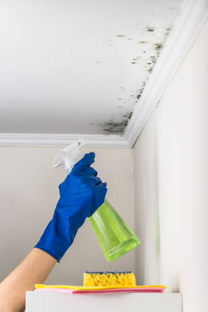 Best Residential Mold Removal  in USA